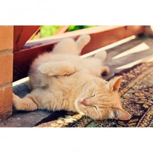Le site catapart.fr propose des conseils vous permettant de vivre tranquillement avec votre chat durant vos vacances